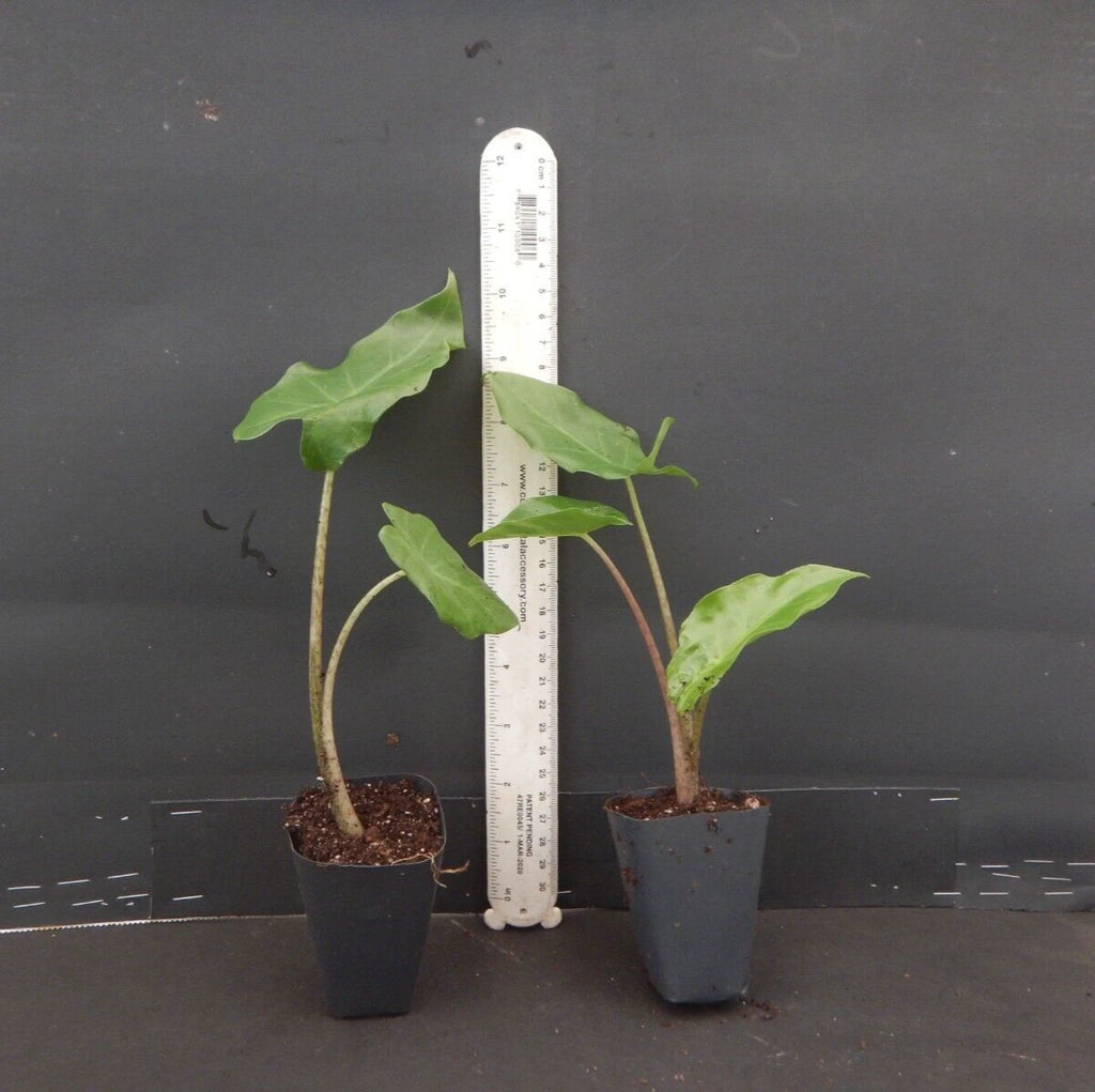 ***PORTORA*** Elephant Ear Alocasia Live Starter Plant**COLD HARDY**GETS HUGE!