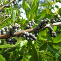 WAX MYRTLE SOUTHERN Myrica Cerifera - 50+ SEEDS