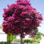 CRAPEMYRTLE Lagerstroemia Indica - 55 SEEDS