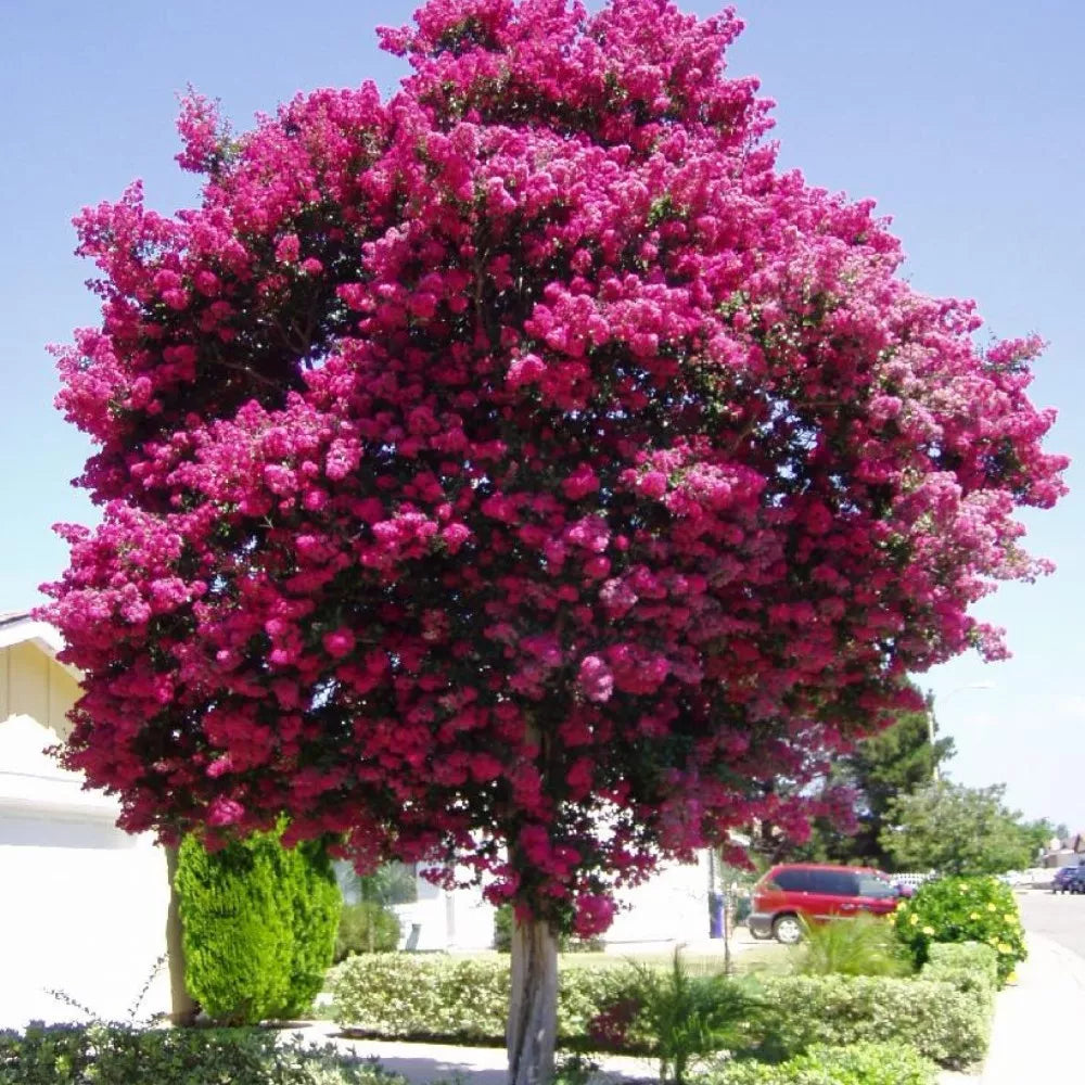 CRAPEMYRTLE Lagerstroemia Indica - 55 SEEDS