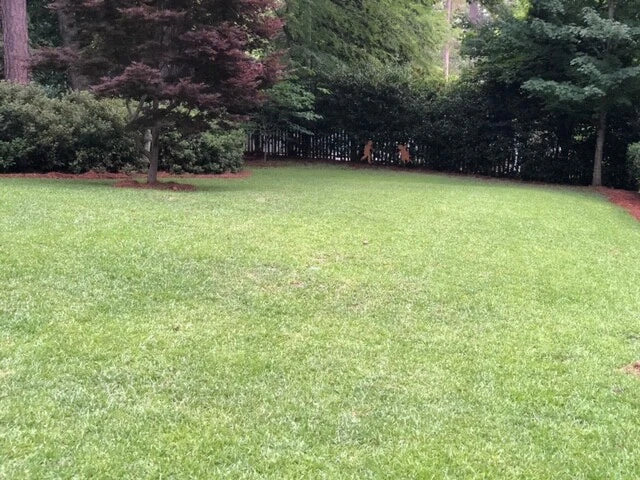 Bermuda Grass Seed 10 Pounds. Beautiful Lawn Grass Seed. Loves The Sun. 10lb.