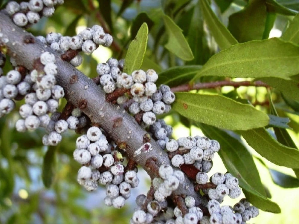 WAX MYRTLE SOUTHERN Myrica Cerifera - 50+ SEEDS