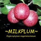 ~Transvaal MilkPlum Tree~ Englerophytum magalismontanu