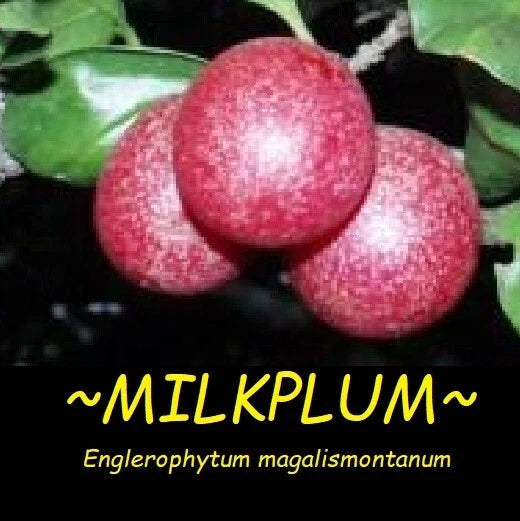 ~Transvaal MilkPlum Tree~ Englerophytum magalismontanu