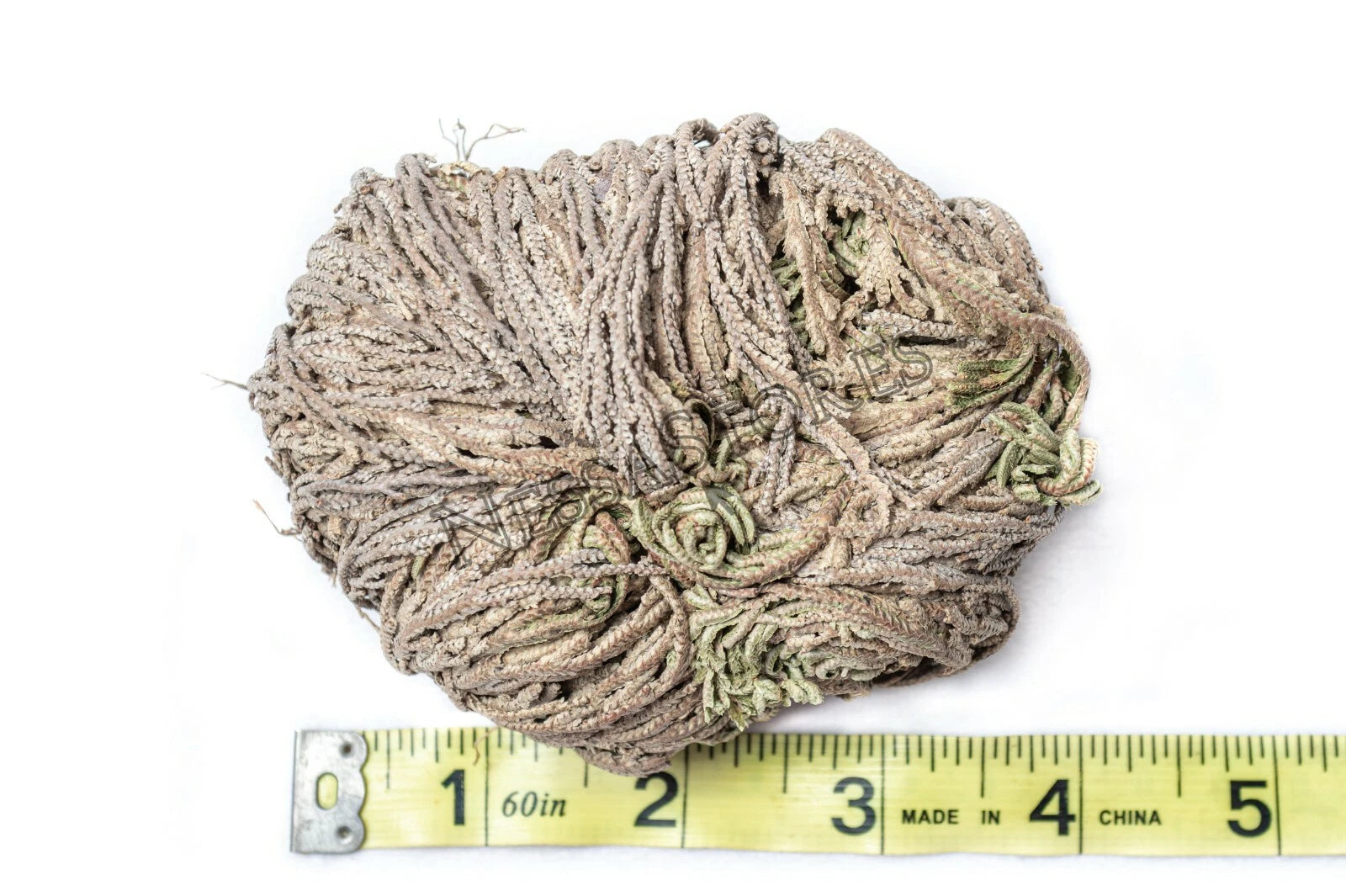 NessaStores- Rose Of Jericho 3-4 Resurrection Plant 1 pc #JC-164