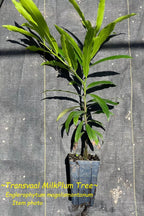 ~Transvaal MilkPlum Tree~ Englerophytum magalismontanu