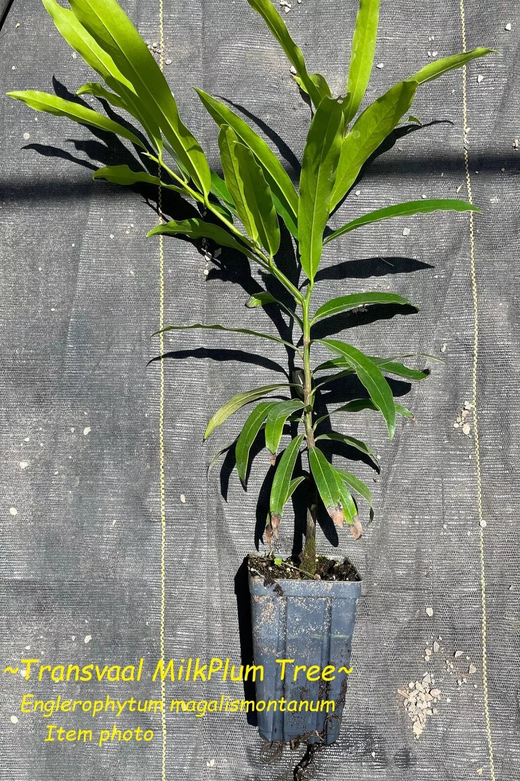 ~Transvaal MilkPlum Tree~ Englerophytum magalismontanu