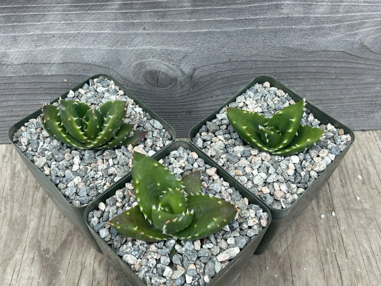 Aloe Mitriformis - Select Clone Seedlings!! Large type with Dense Yellow Spines!