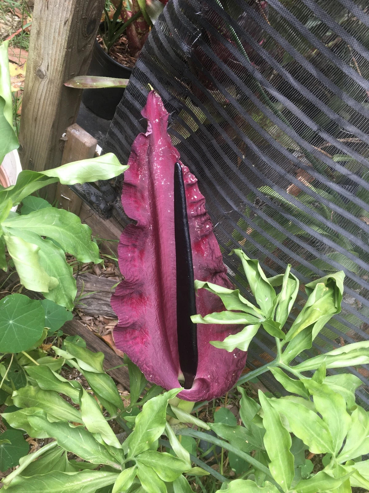 35 - 2025 seeds Dragon lily arum flower voodoo amorphophallus tuber cactus Calla