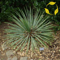 SOAP WEED Yucca Glauca - 25+ SEEDS