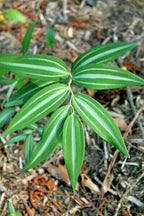15 SILVER STRIPED SOLOMONS SEAL SEEEDS - Polygonatum falcatum 'Silver Lining'
