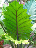 ***PORTORA*** Elephant Ear Alocasia Live Starter Plant**COLD HARDY**GETS HUGE!