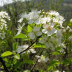 MAHALEB CHERRY Prunus Mahaleb - 20+ SEEDS