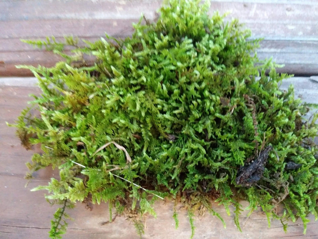 1 Gal. BAG Live KENTUCKY Mood/Fern/Shee