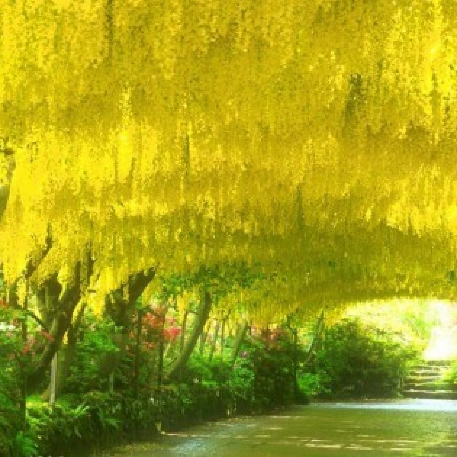 GOLDEN CHAIN TREE Laburnum Anagyroides - 20 SEEDS