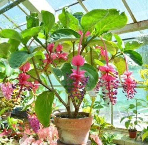 Medinilla Myriantha Malaysian Orchid Live Flowering Plant AKA Malaysian Grapes