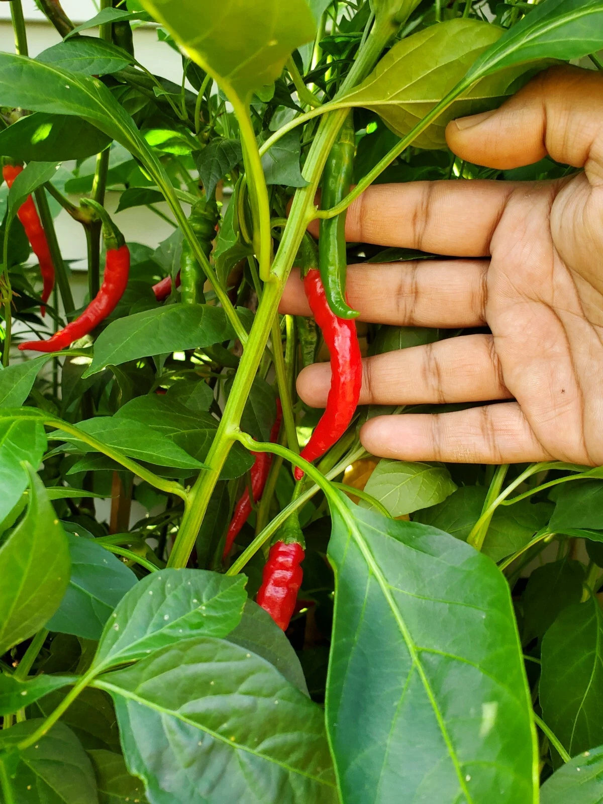 VERY HOT Long Cayenne Chilli pepper HEIRLOOM 30+ seeds 100% Organic Grown in USA