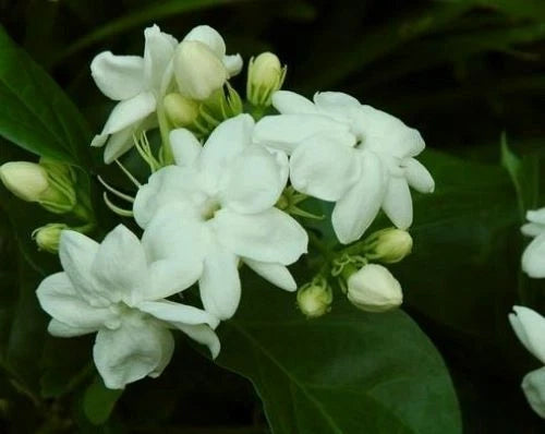 MAID OF ORLEANS JASMINE~Jasmin