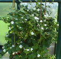 MAID OF ORLEANS JASMINE~Jasmin
