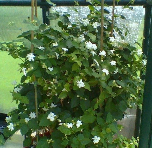 MAID OF ORLEANS JASMINE~Jasmin