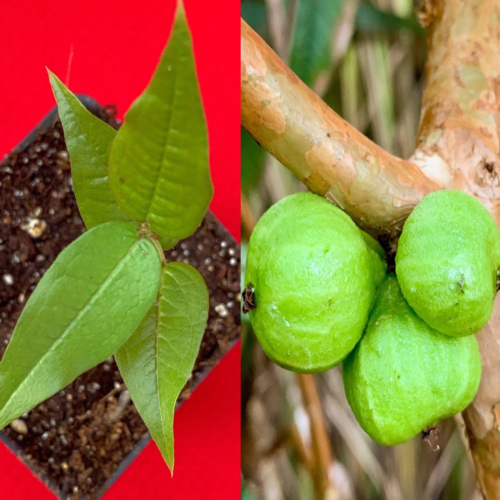 White Jaboticaba Plinia Aureana Large Leaf Brazilian Grape Fruit Tree Pot Plant