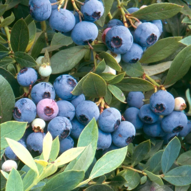 Blueberry - 'Sunshine Blue' - Vaccinium Southern Highbush