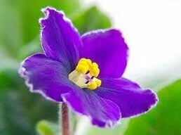 Mixed Fancy African Violet Seeds ~ House Plants ~ Christmas Presents ~ Holiday