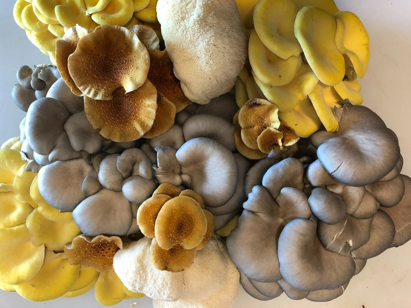 Mushroom plug spawn variety pack 4 100 packs