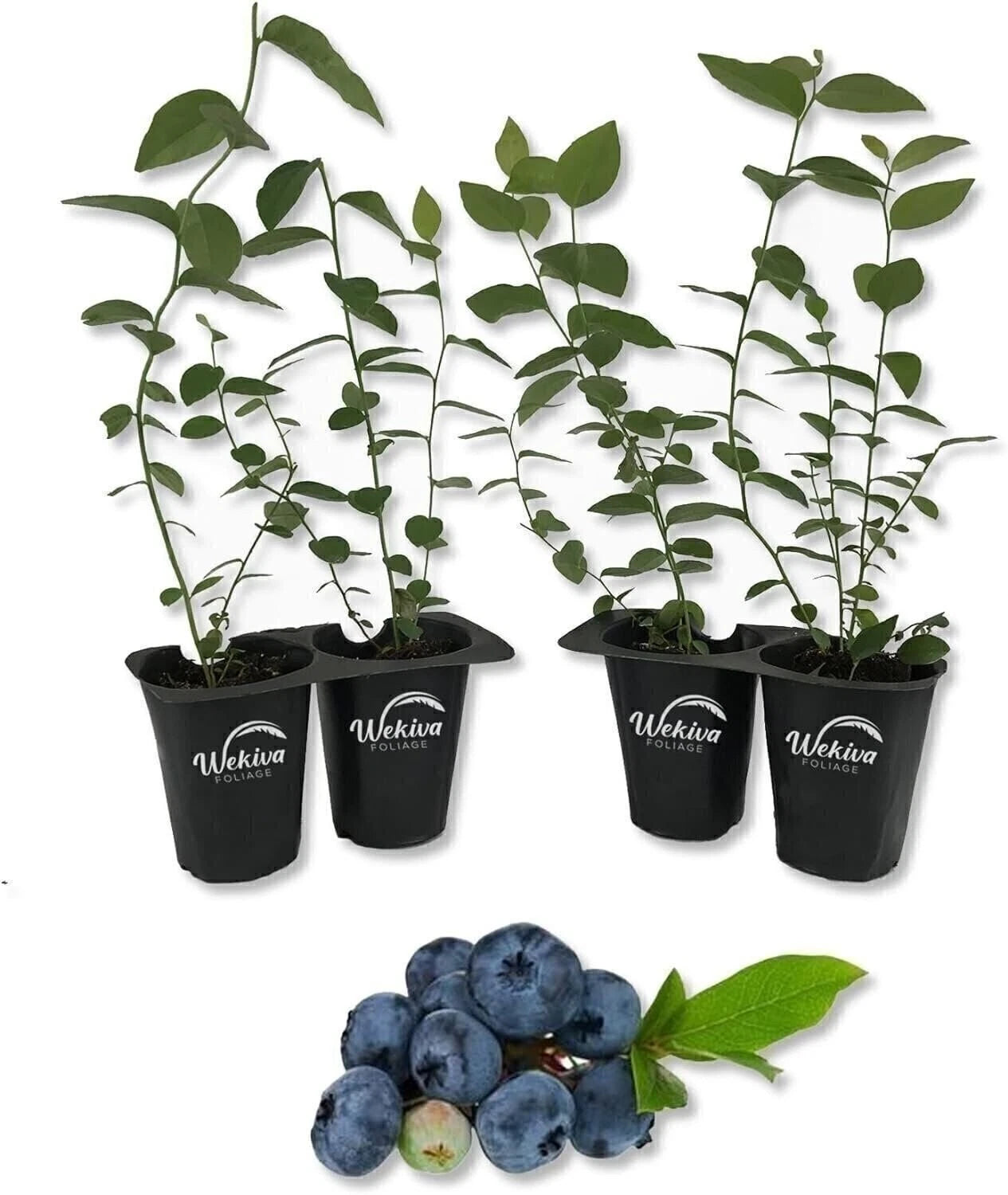 Blueberry Variety Pack - 4 Live Starter Plants - Four Live Starter Plants for...