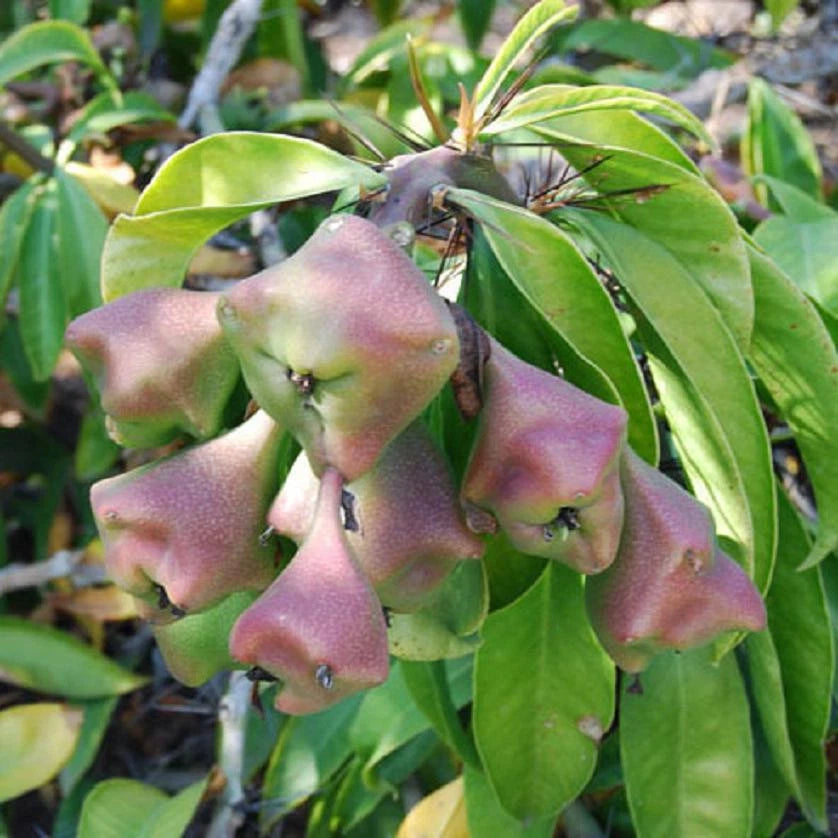 Pereskia grandifolia exotic rare succulent cacti bonsai caudex plant cactus 4