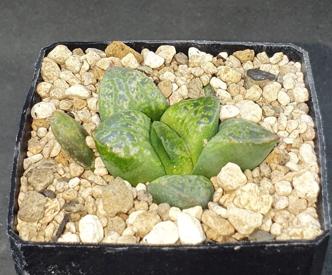 HW181 Haworthia 'Bu_bles'¥Х֥륺