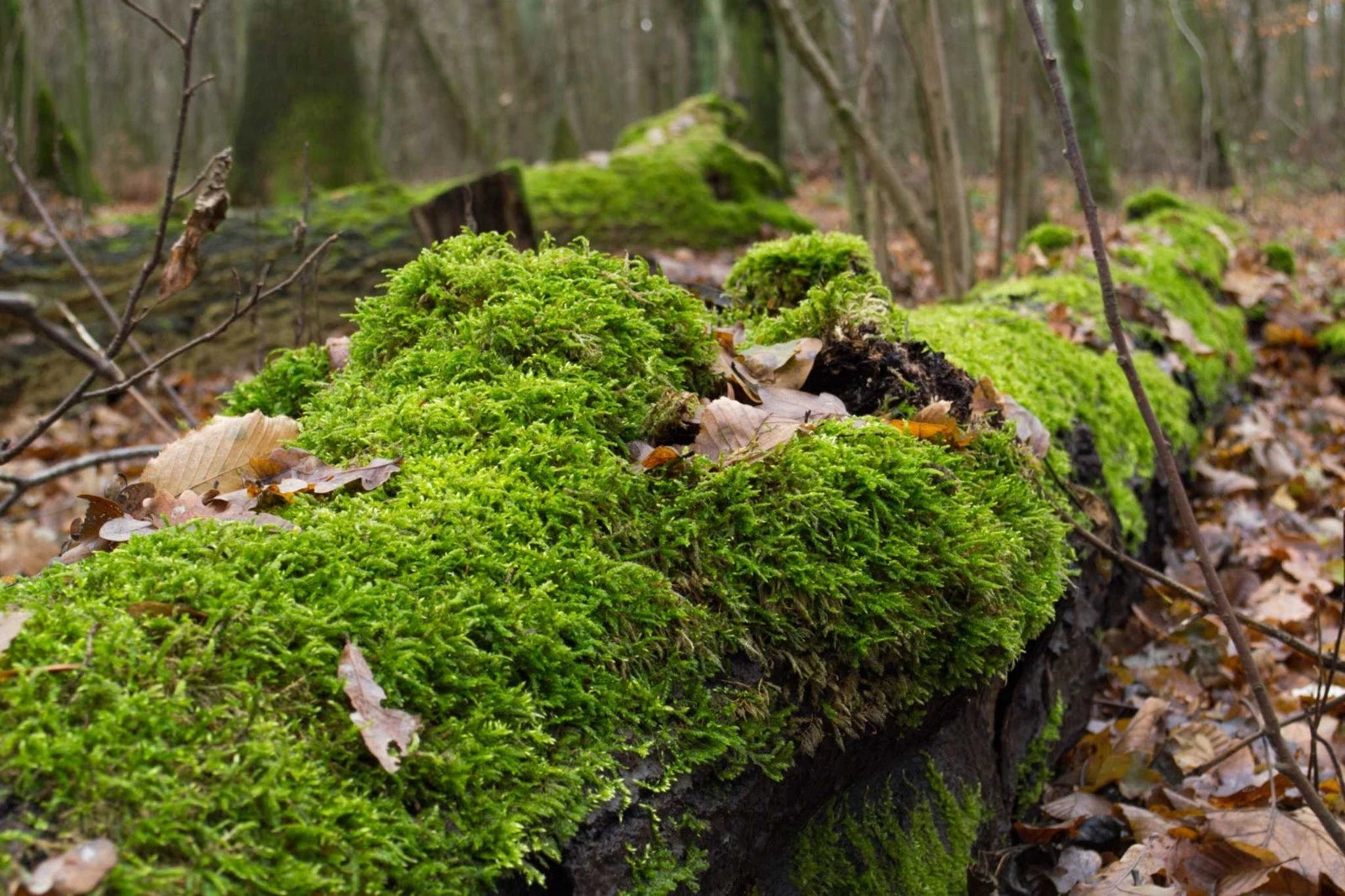 1 Pound Live Green Sheet Moss