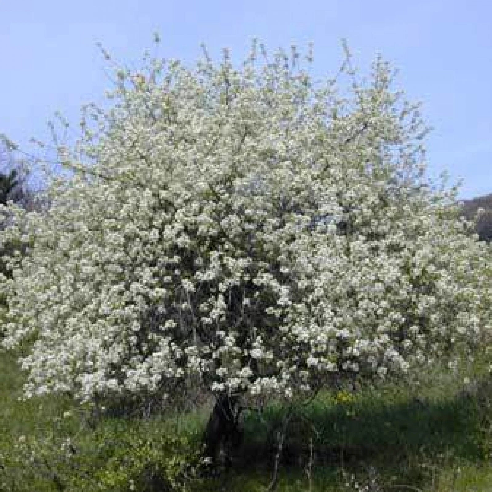 MAHALEB CHERRY Prunus Mahaleb - 20+ SEEDS