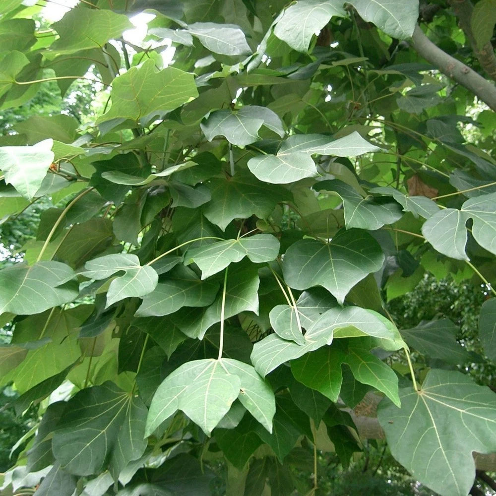 CHINESE PARASOL TREE Firmiana Simplex - 10+ SEEDS
