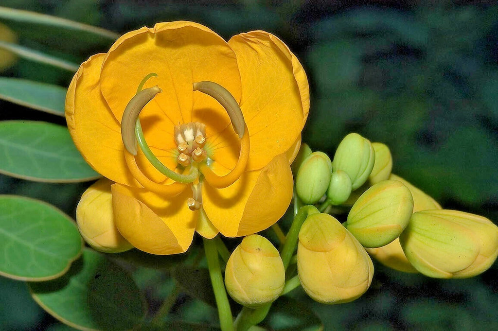 15 ARGENTINE SENNA SEEEDS - Senna corymbosa