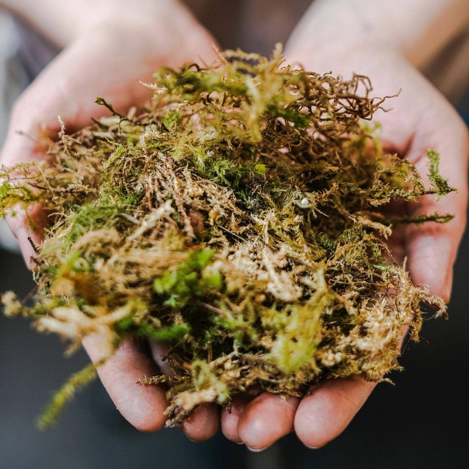 1 oz Dried Forest Moss Organic, Snack Bag Garden Moss Terrarium Vivarium Garden