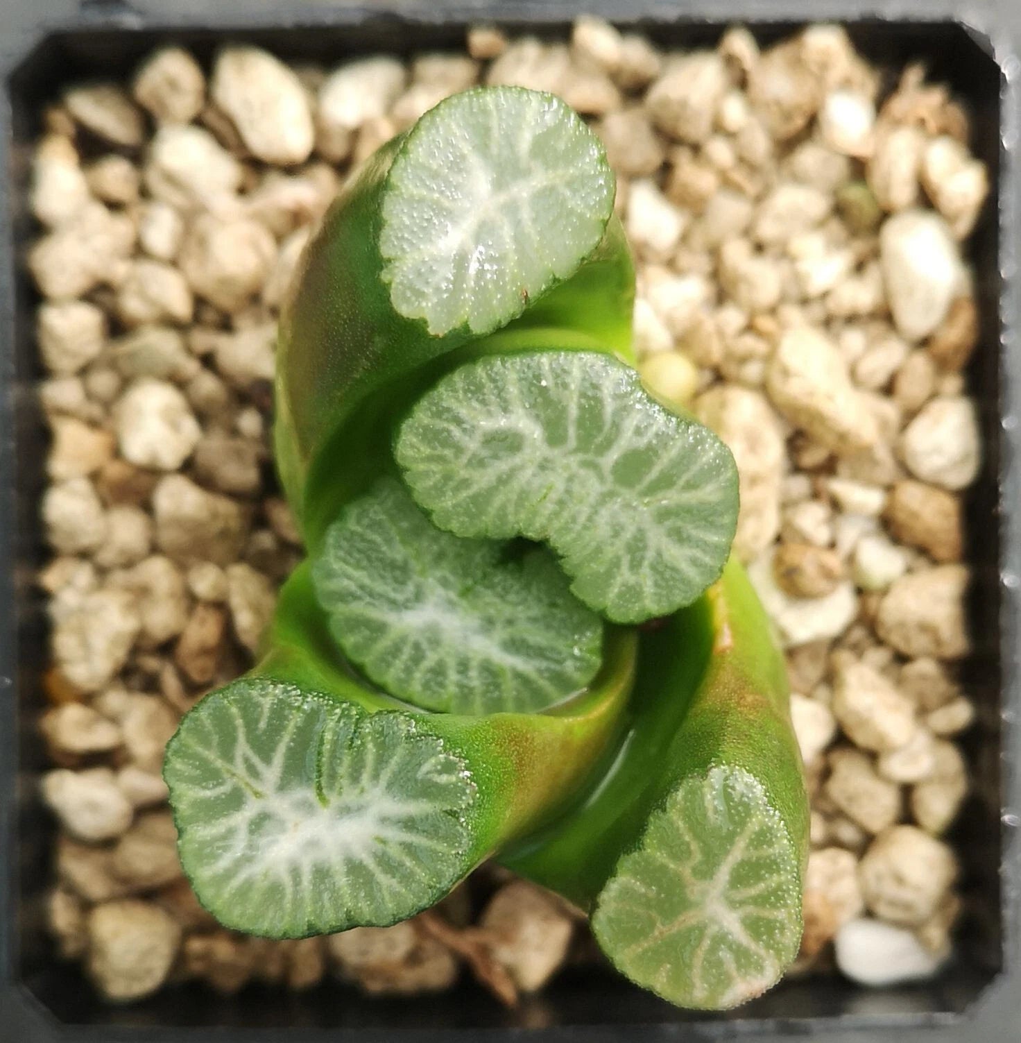 HW249 Haworthia maughanii 'SHIROTAE' , Phyto available