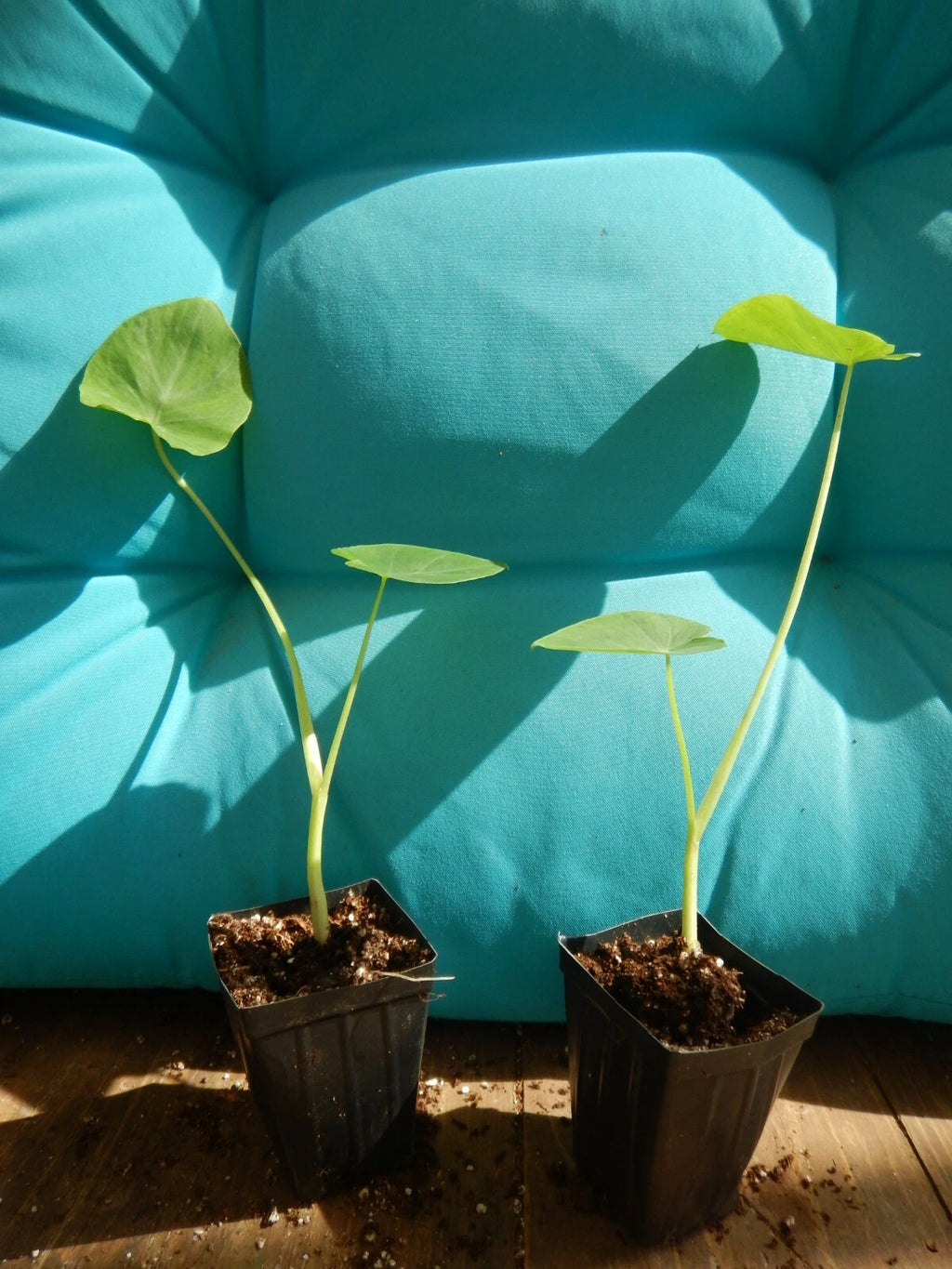 **JACKS GIANT** Elephant Ear Colocasia Esculenta Starter Plant**USA Seller**