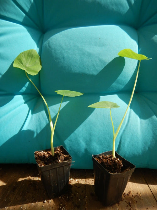 **JACKS GIANT** Elephant Ear Colocasia Esculenta Starter Plant**USA Seller**