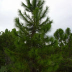 YELLOW SLASH PINE Pinus Elliottii - 10+ SEEDS