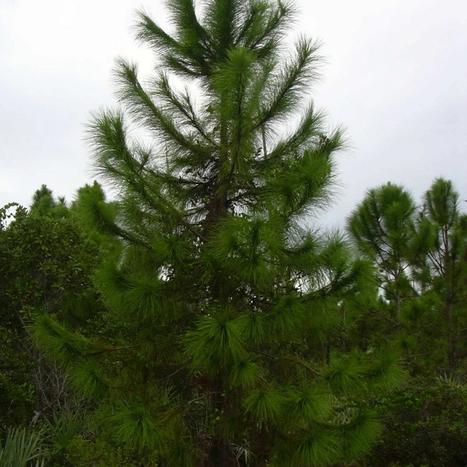 YELLOW SLASH PINE Pinus Elliottii - 10+ SEEDS