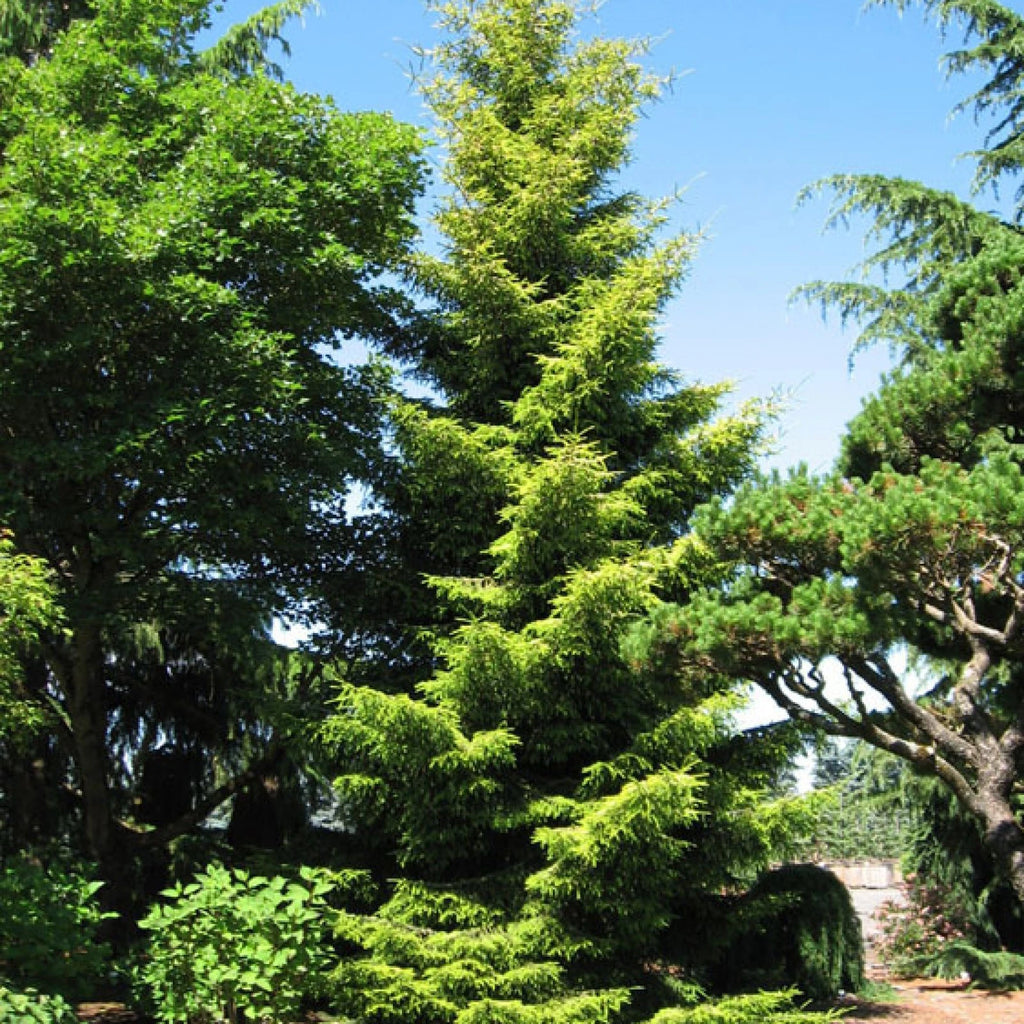 ORIENTAL SPRUCE Picea Orientalis - 10+ SEEDS