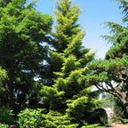ORIENTAL SPRUCE Picea Orientalis - 10+ SEEDS