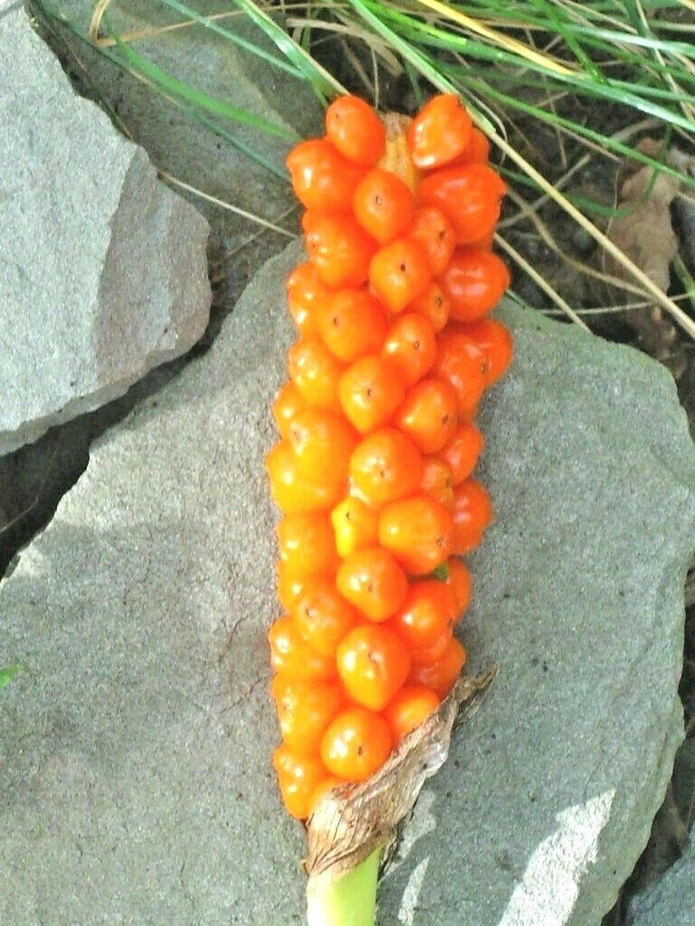 15 ITALIAN ARUM SEEEDS - ARUM ITALICUM