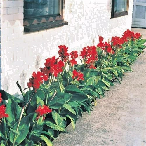 10 DWARF RED CANNA SEEEDS