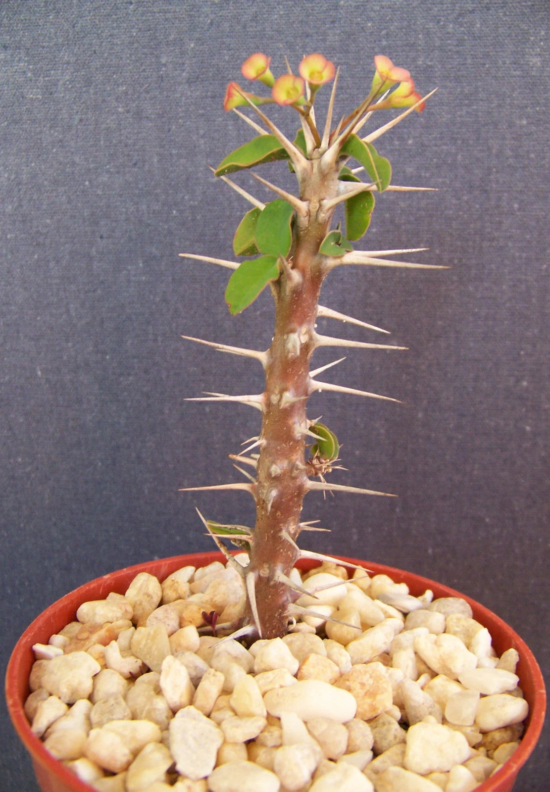 EUPHORBIA DELPHINENSIS exotic  rare cactus plant cacti bonsai succulent 4 pot