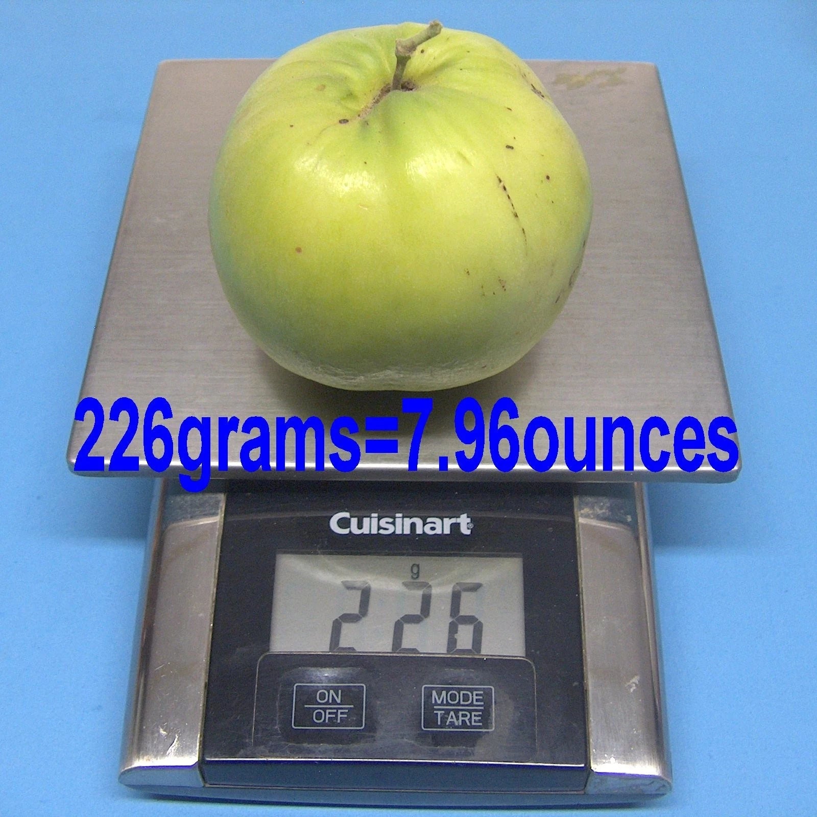 T605A 4Taiwan Green Jujube Tree 10Graft Cutting Large Juicy Sweet 19Brix