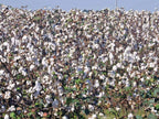 12 UPLAND COTTON SEEEDS  Gossypium hirsutum