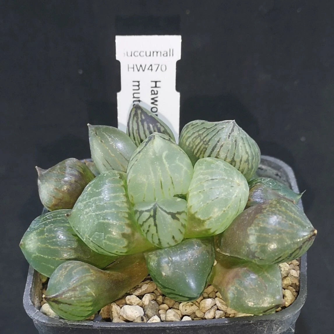 HW470 Haworthia Ice Crystal mutant , Phyto available