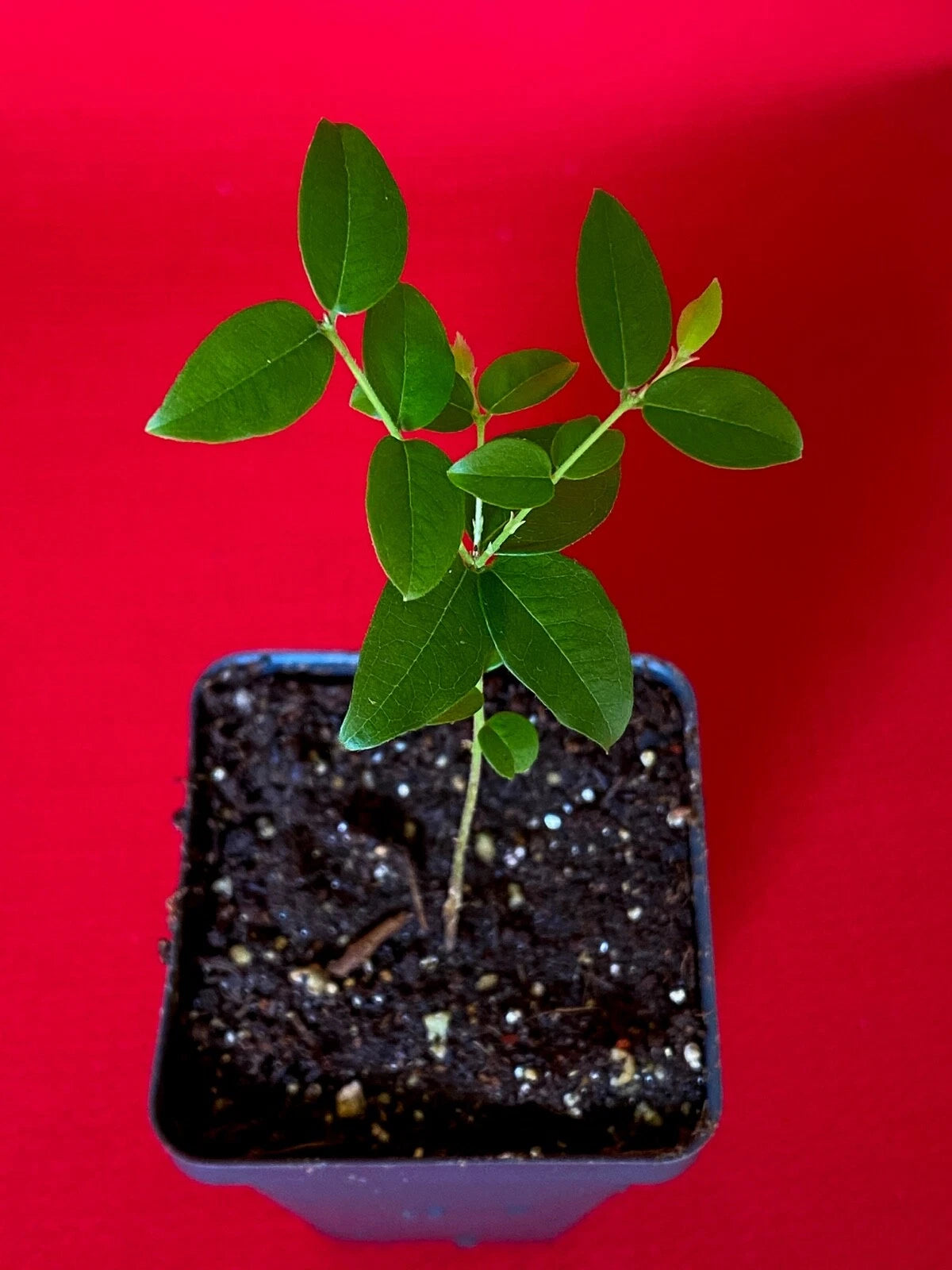 Jaboticaba Plinia Coronata Jabuticaba Fruit Tree tropical Plant VERY RARE!